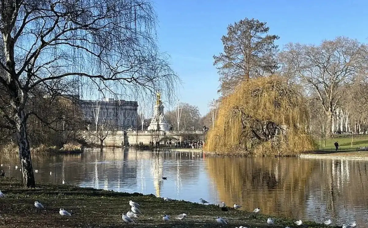 A serene view of a lake surrounded by trees, with Buckingham Palace and the Victoria Memorial visible in the distance under a clear blue sky.
