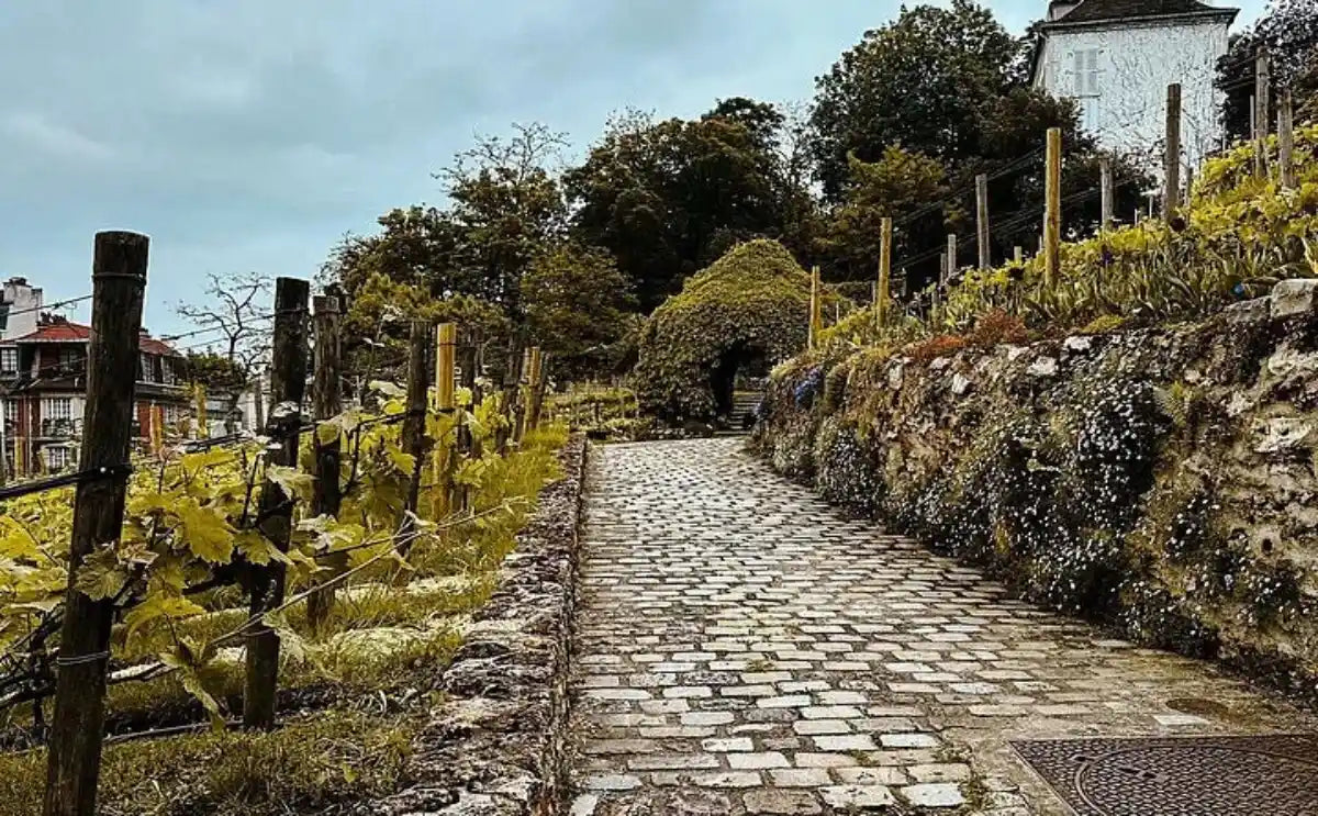 Stone-paved pathway surrounded by a vineyard and greenery in Montmartre, with houses in the background.
