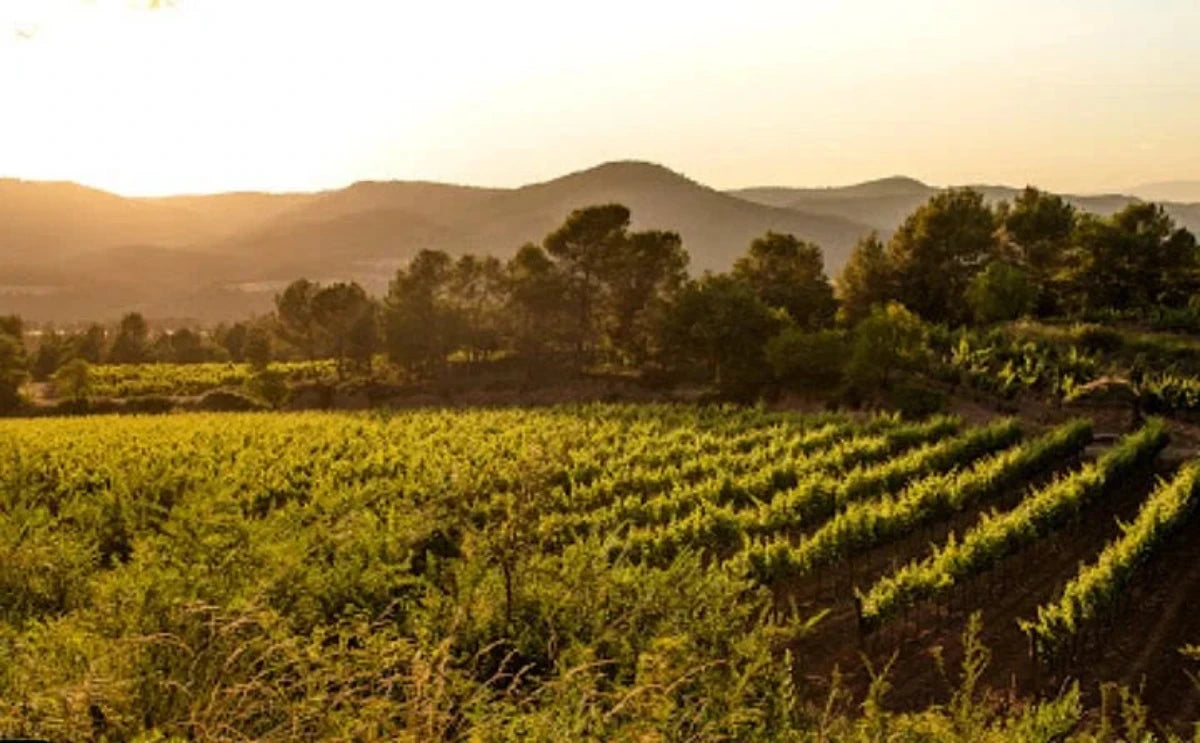 A vineyard in the Montserrat region during sunset, with rows of grapevines stretching towards the horizon, framed by softly rolling hills and warm golden light.
