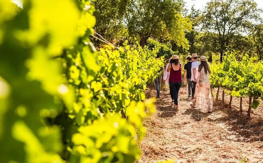 A group walking through a vineyard, surrounded by rows of grapevines and shaded by trees, enjoying the countryside atmosphere.